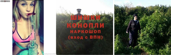 стаф Инта